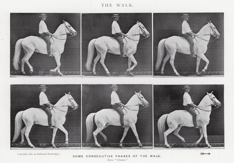 Eadweard Muybridge: The Walk (černobílá fotografie) od Eadweard Muybridge