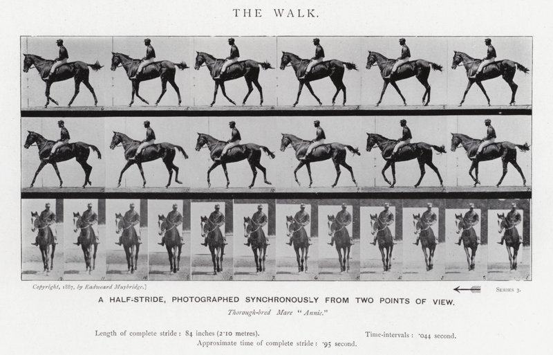 Eadweard Muybridge: The Walk (černobílá fotografie) od Eadweard Muybridge
