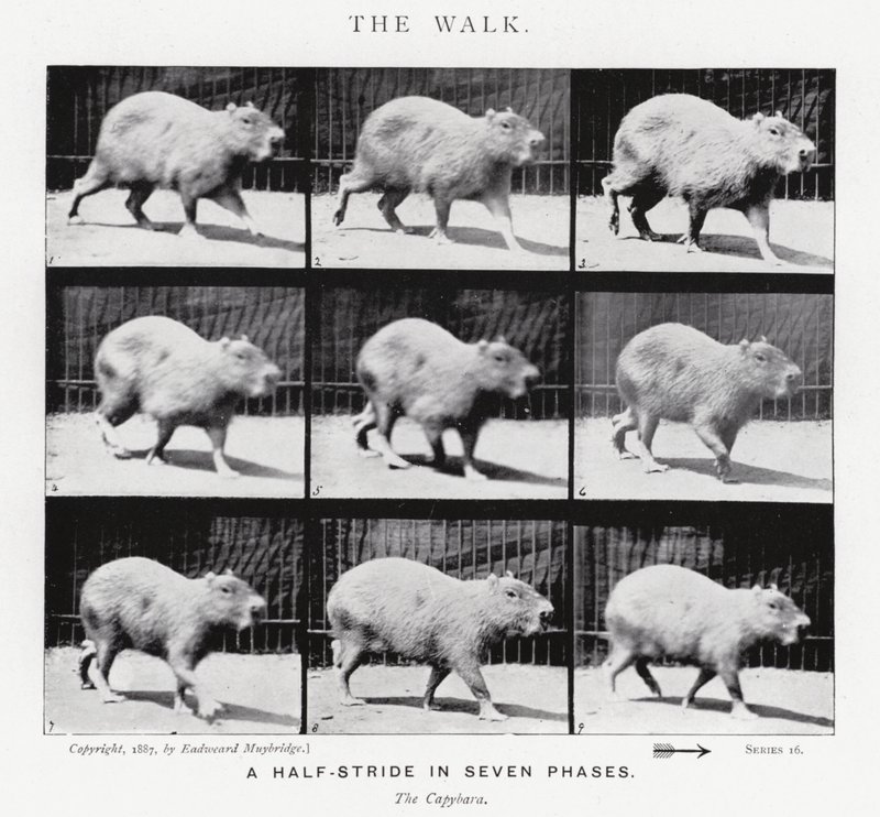 Eadweard Muybridge: The Walk (černobílá fotografie) od Eadweard Muybridge