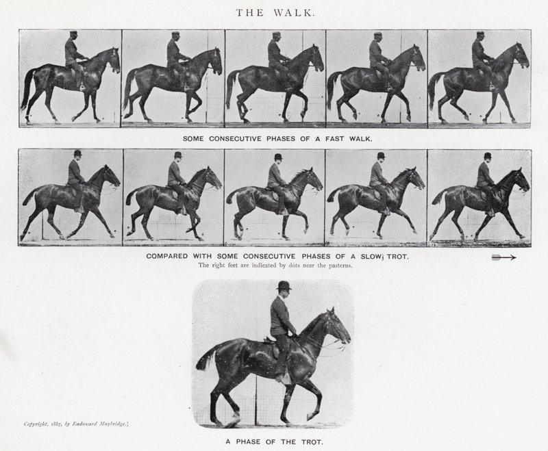 Eadweard Muybridge: The Walk (černobílá fotografie) od Eadweard Muybridge