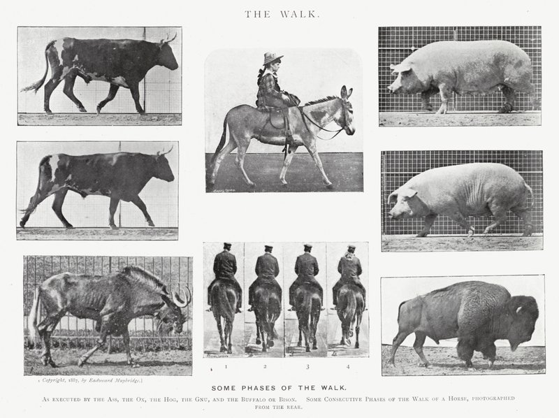 Eadweard Muybridge: The Walk (černobílá fotografie) od Eadweard Muybridge