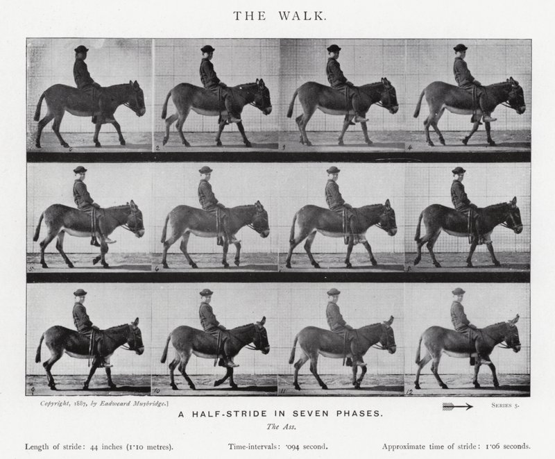 Eadweard Muybridge: The Walk (černobílá fotografie) od Eadweard Muybridge