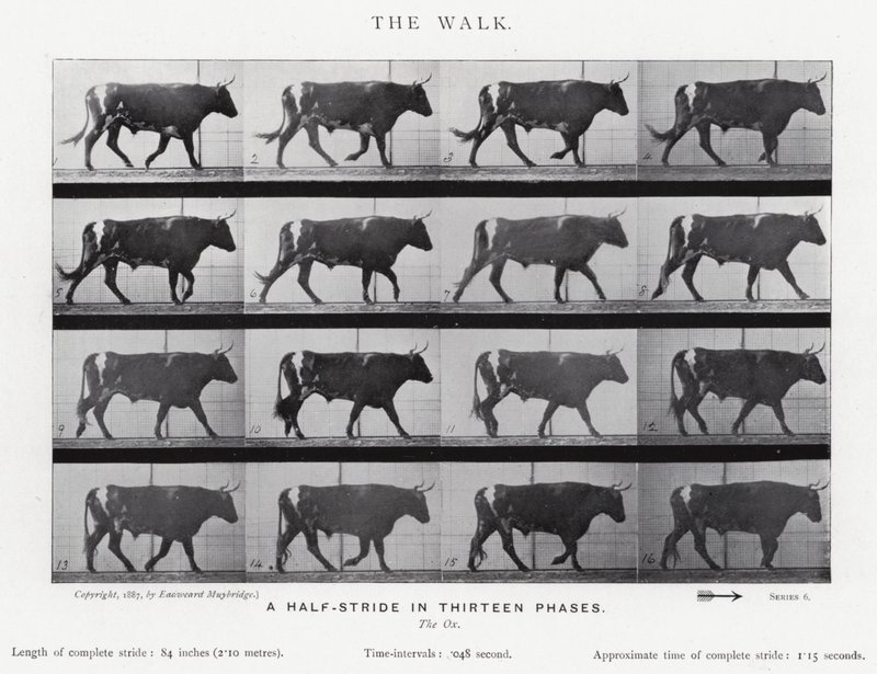 Eadweard Muybridge: The Walk (černobílá fotografie) od Eadweard Muybridge