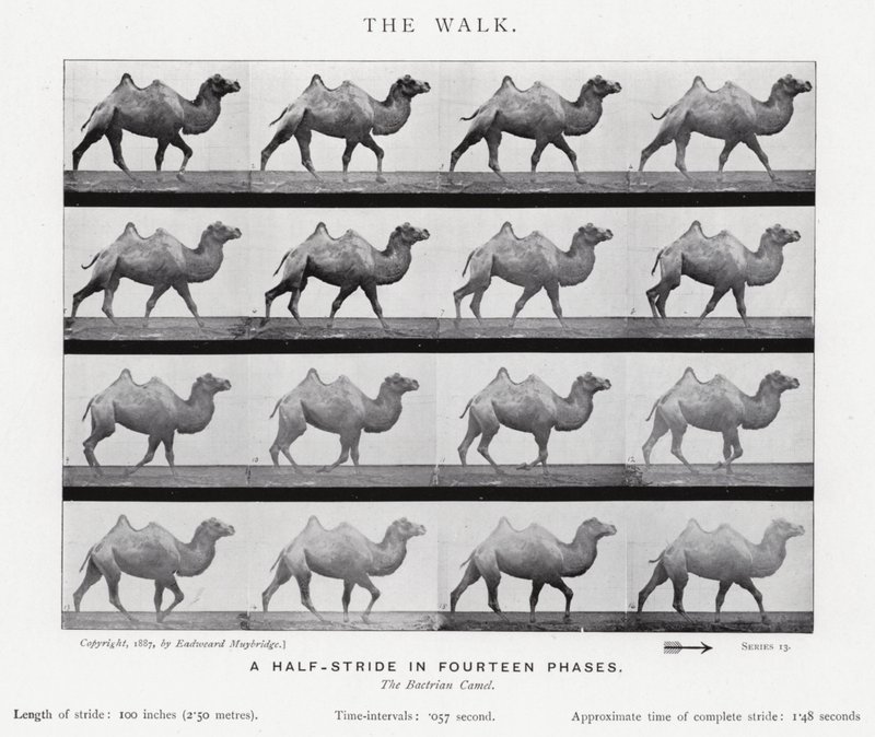 Eadweard Muybridge: The Walk (černobílá fotografie) od Eadweard Muybridge