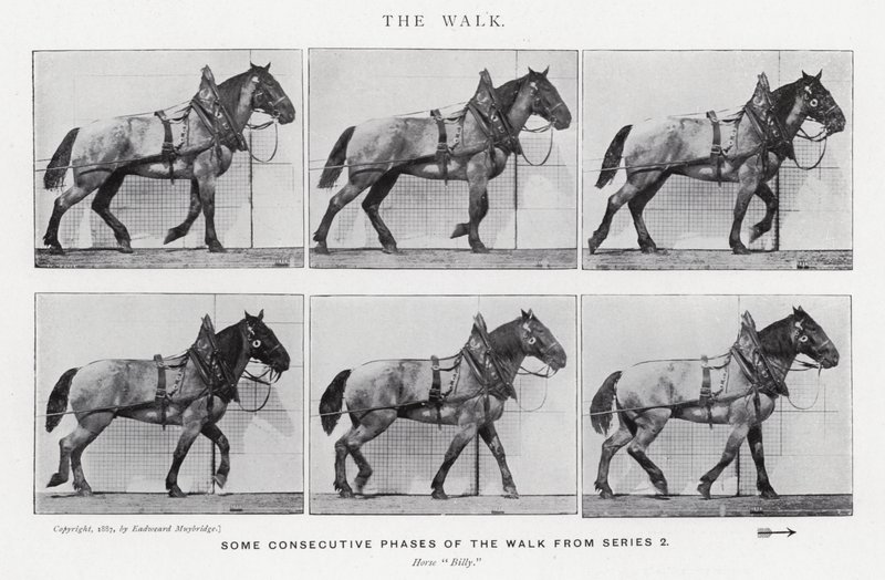 Eadweard Muybridge: The Walk (černobílá fotografie) od Eadweard Muybridge