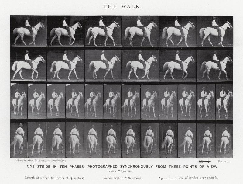 Eadweard Muybridge: The Walk (černobílá fotografie) od Eadweard Muybridge