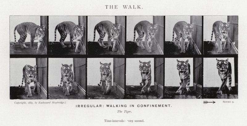 Eadweard Muybridge: The Walk (černobílá fotografie) od Eadweard Muybridge
