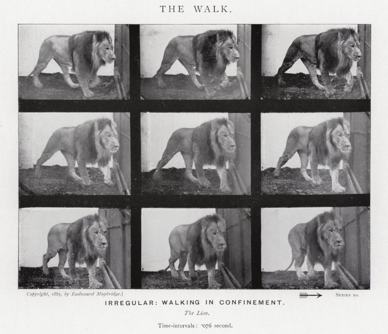 Eadweard Muybridge: The Walk (černobílá fotografie) od Eadweard Muybridge