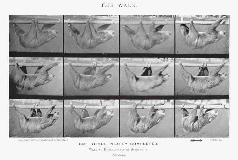 Eadweard Muybridge: The Walk (černobílá fotografie) od Eadweard Muybridge