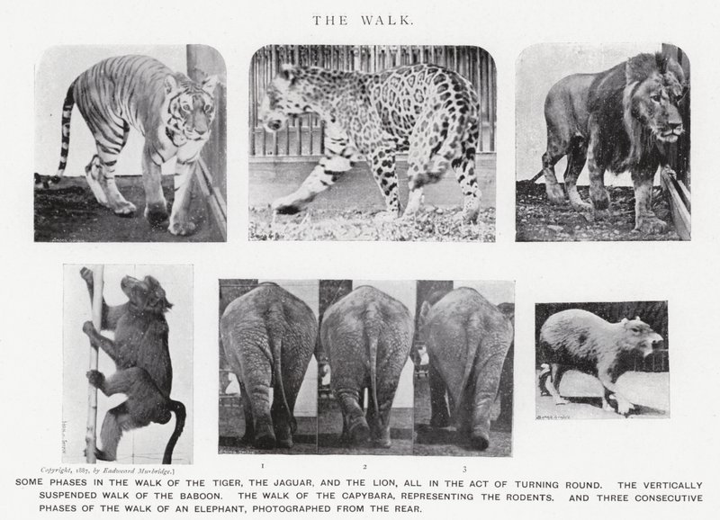 Eadweard Muybridge: The Walk (černobílá fotografie) od Eadweard Muybridge