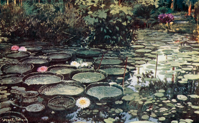Victoria Regia (barevná lito) od Edgar L. Pattison