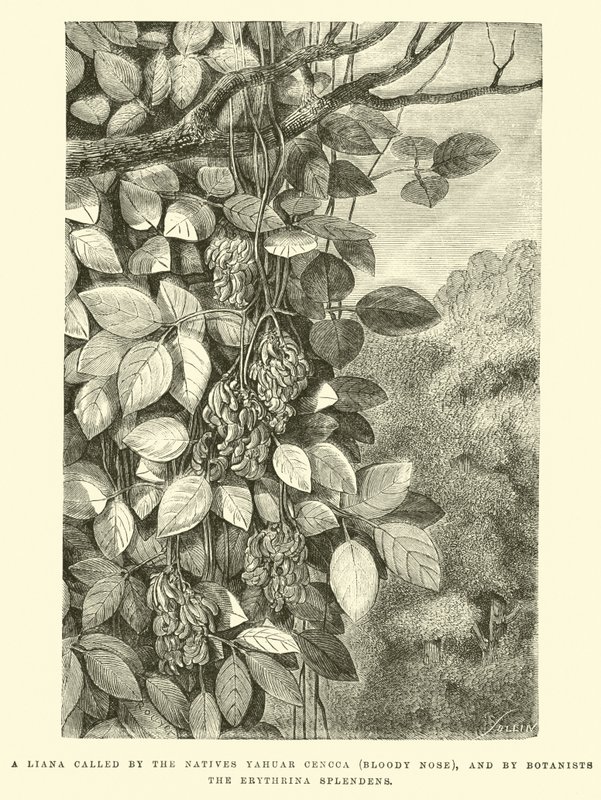 Liana nazývaná domorodci Yahuar Cencca (Krvavý nos) a botaniky Erythrina splendens od Edouard Riou