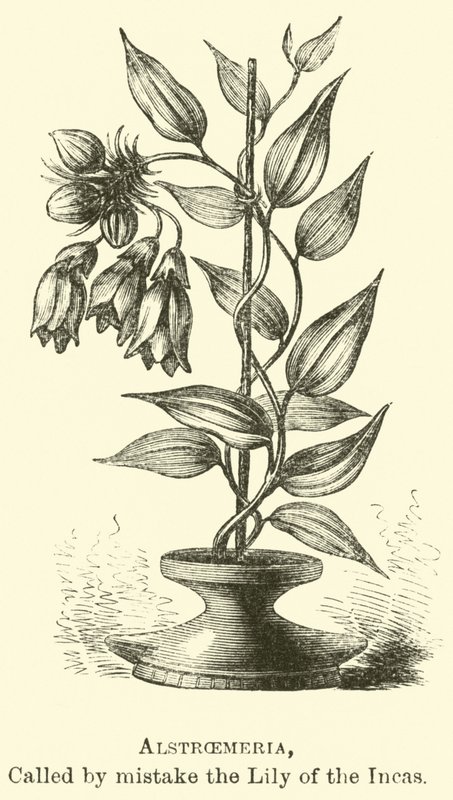 Alstroemeria, omylem nazývaná Lilie Inků od Edouard Riou