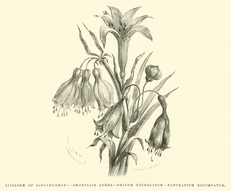 Liliaceae of Sacsahuaman, Amaryllis aurea, Crinum urceolatum, Pancratium recurvatum od Edouard Riou