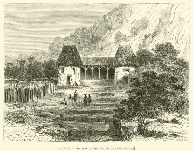 Hacienda z Los Camotes, sladké brambory od Edouard Riou