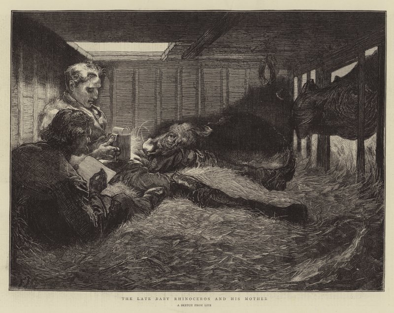Pozdní mládě nosorožce a jeho matka od Edward John Gregory