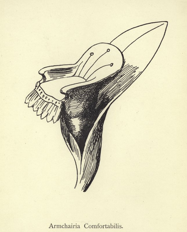 Křeslo Comfortabilis od Edward Lear