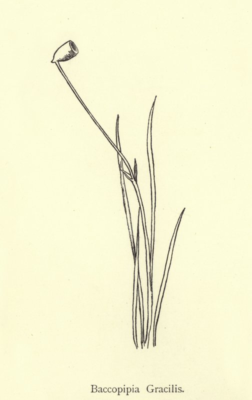 Baccopipia Gracilis od Edward Lear