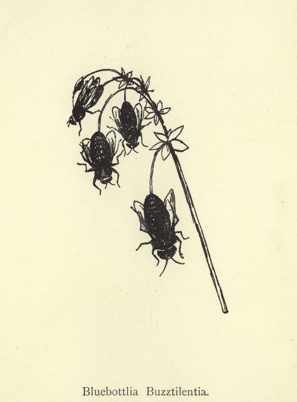 Bluebottlia Buzztilentia od Edward Lear