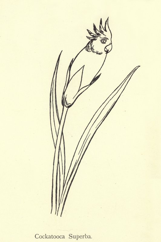 Kakadu Superba od Edward Lear
