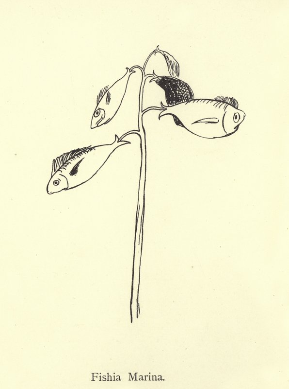 Marina Fishia od Edward Lear