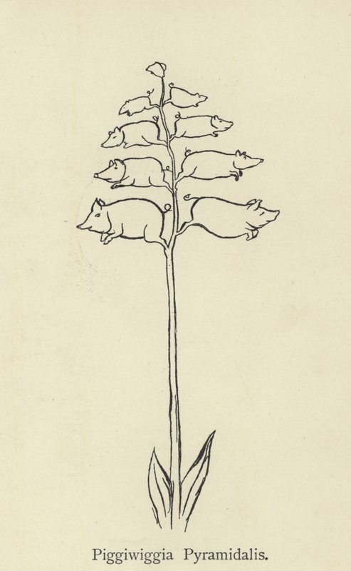Piggiwiggia Pyramidalis od Edward Lear