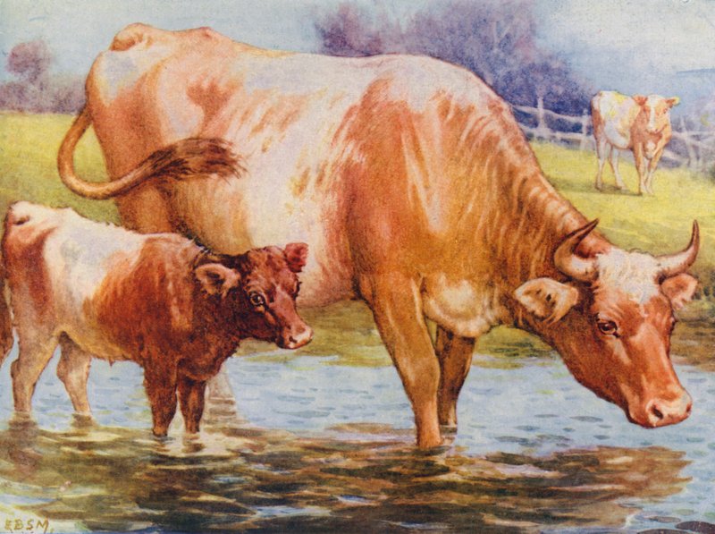 Krávy a tele (barva litho) od Edward Brice Montefiore