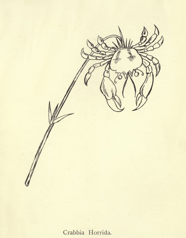 Crabbia Horrida od Edward Lear