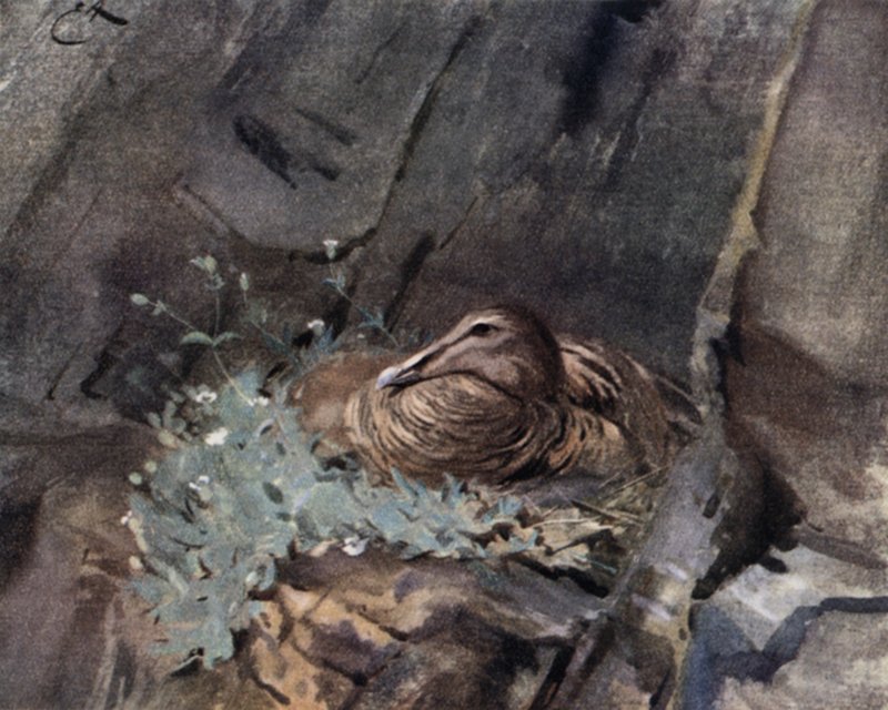 Kajka na hnízdě od Edwin John Alexander