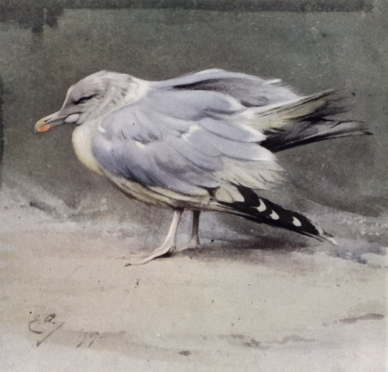 Nemocný racek stříbřitý od Edwin John Alexander