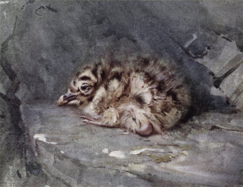 Mladý racek černohřbetý od Edwin John Alexander