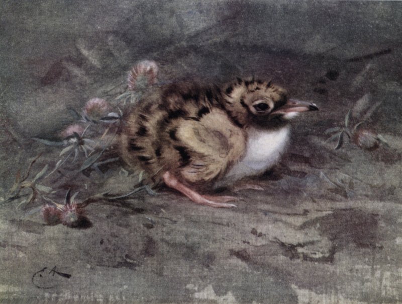 Mladý teenager od Edwin John Alexander