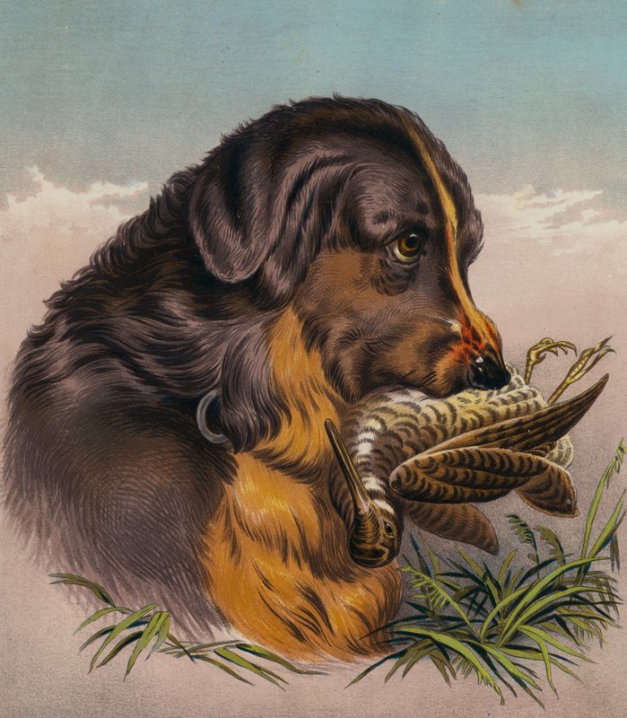 Retriever (barevná litografie) od Edwin (after) Landseer