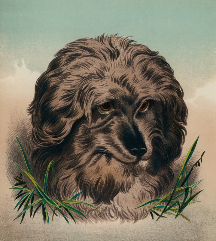 Skye teriér (barevná litografie) od Edwin (after) Landseer