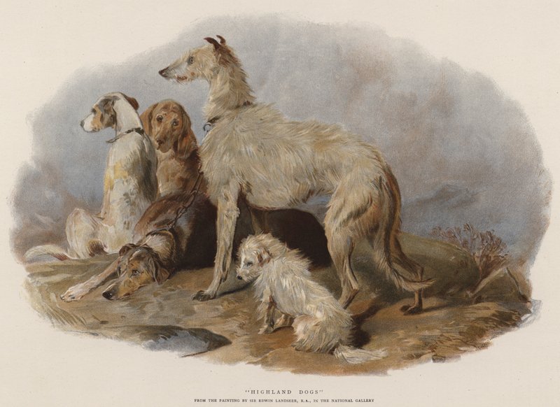 Highland Dogs (chromolit) od Edwin Landseer