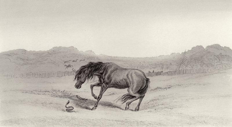 Vyděšený! od Edwin Landseer