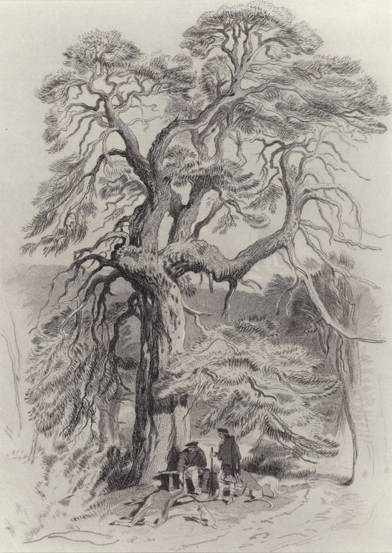 Pod starou jedlí od Edwin Landseer