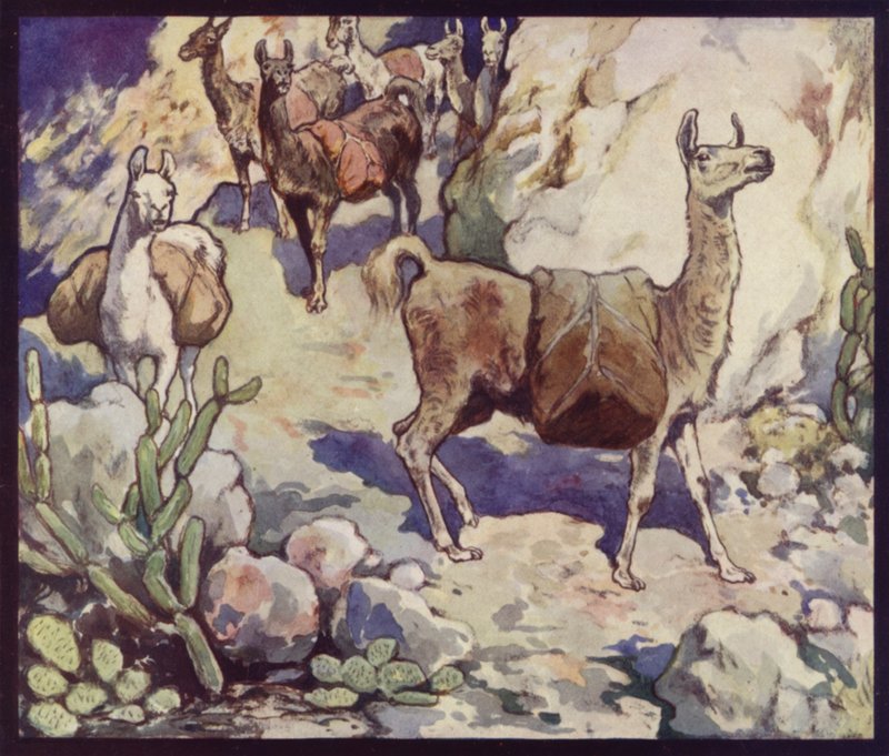 Lamy v Andách (barva litho) od Edwin Noble