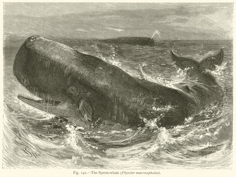 Vorvaň (Physeter Macrocephalus) od English School