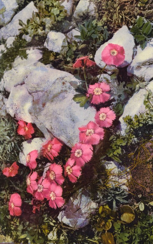 Alpské květiny: Dianthus Alpinus (barevné foto) od English Photographer