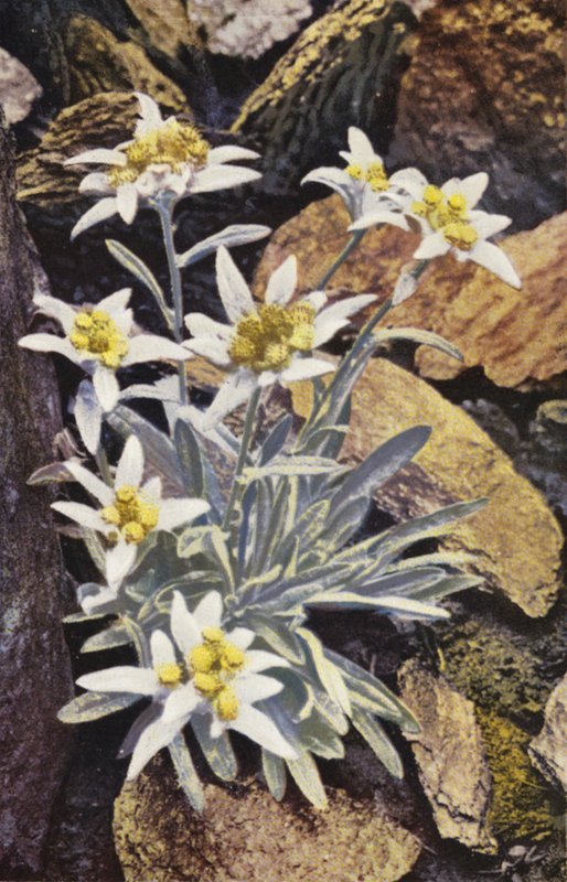 Alpské květiny: Edelweiss, Leontopodium Alpinum (barevné foto) od English Photographer
