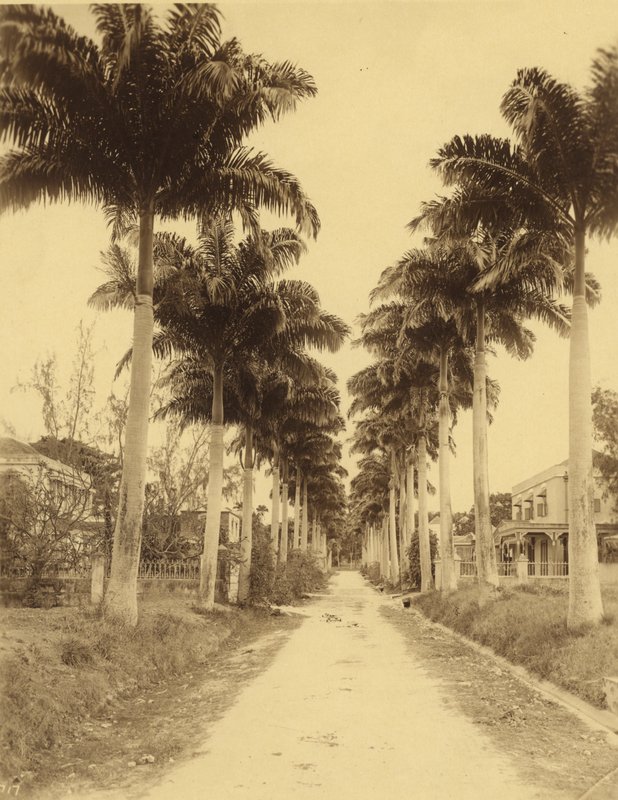 Bridgetown, Barbados, Avenue of Palms od English Photographer