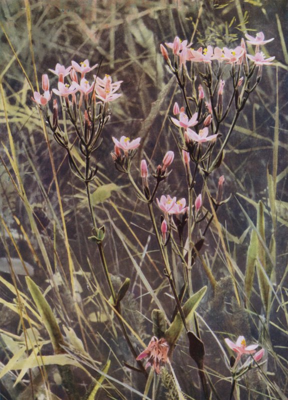 Red Centaury (foto) od English Photographer