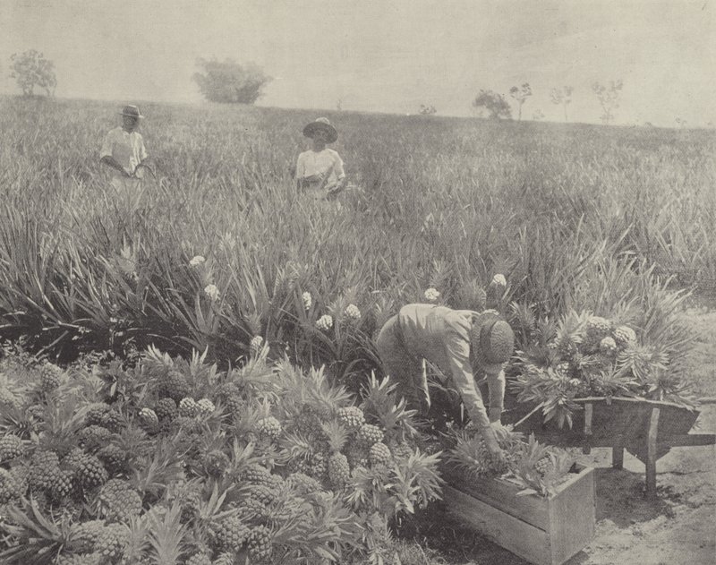 Pine Apple od English Photographer