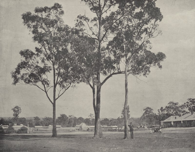 Toongabbie od English Photographer