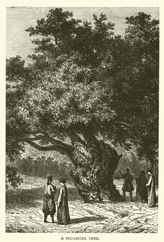 Sycamore Tree (rytina) od English School