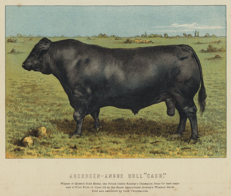Býk plemene Aberdeen-Angus "Cash" (barevná litografie) od English School