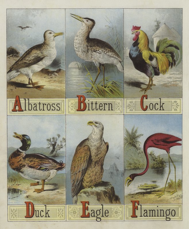 Abeceda ptáků (barva lito) od English School