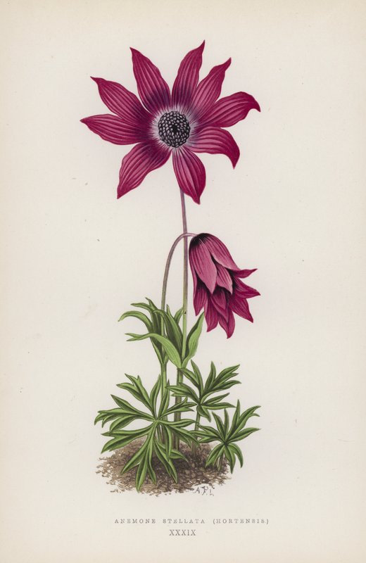 Anemone Stellata, Hortensis (barevná litografie) od English School