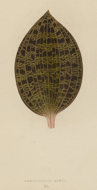 Anoectochilus Lowii od English School